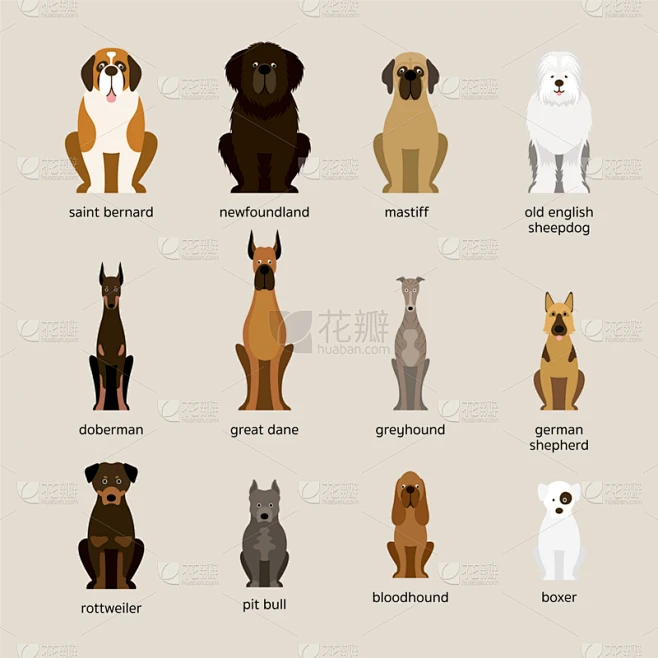 比例,狗,巨大的,可爱的,宠物,纯种犬,纽芬兰,图像,德国牧羊犬,坐素材-花瓣网