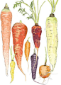 lovely carrots in all shapes and colors