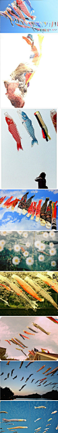 #Vjue.com 特约速递# 超美的鲤鱼旗。好像在天空中傲游的鱼儿。太美了！