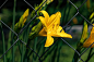 day-lily-4505101__340