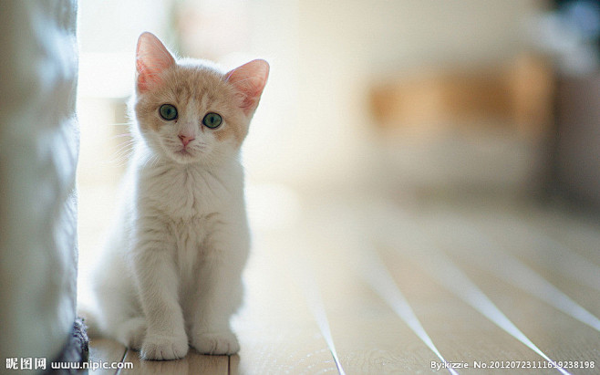 猫咪 #萌#