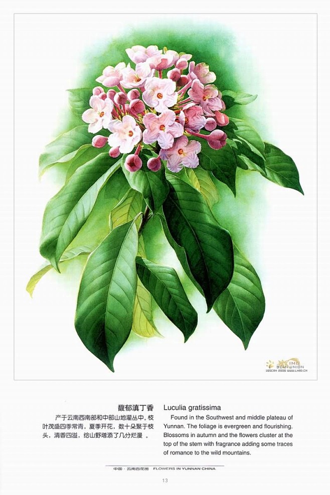 曾孝濂：百花图