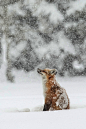 beautiful-wildlife:

Winter Magic by Sandy Sisti
