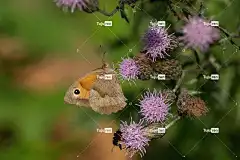 蝴蝶 花朵 授粉 花壁纸 昆虫 花卉背景 飞虫 蝴蝶的翅膀