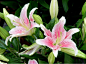 百合花
