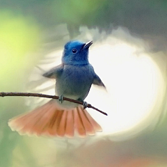 芈饭团tinkle采集到萌物かわいい