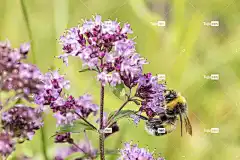 大黄蜂 蜜蜂 花壁纸 授粉 传粉者 昆虫 野生动物 自然 花