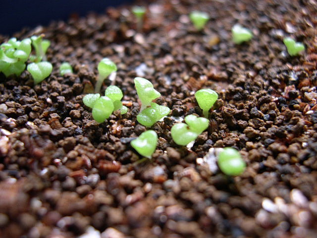 多肉植物最常用的繁殖方法 | Ali石头...