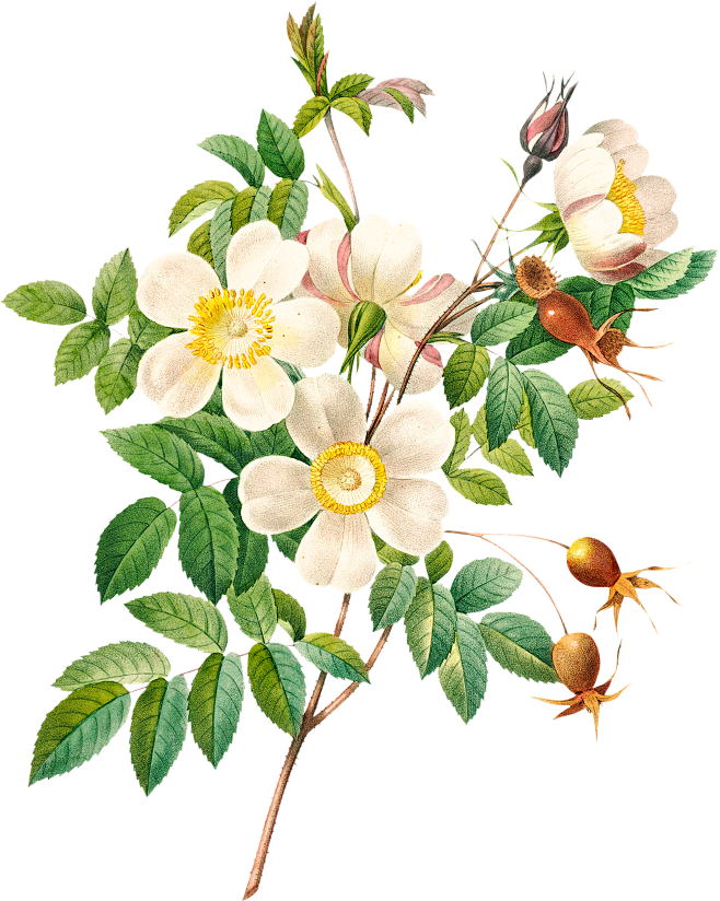 Vintage Botanical Fl...