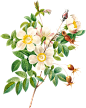 Vintage Botanical Flowers Png Collection (67)