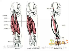 PkgjS44Q采集到腿部肌肉