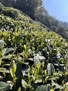 小牛牛采集到茶园