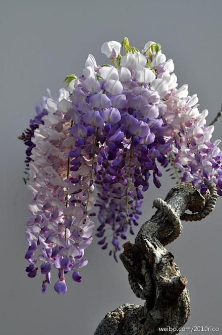 #花卉欣赏# 美丽的紫藤盆景。Ph vi...
