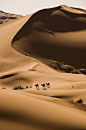 在撒哈拉大沙漠附近的梅如卡，摩洛哥骆驼