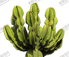 仙人掌 【酷图网】树叶,小清新,小清新植物,新叶,叶子,天空,春天,夏季,新芽,自然风景,植物,野草,山间植物,树枝,小草,摄影,生物世界,绿色,护眼,壁纸,护眼壁纸,花草,叶子背景,植物背景,绿叶,植物墙,绿植