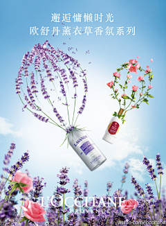 热恋Gladiolus采集到背景图