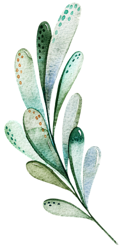 JmSE0A8L采集到植物