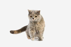 卡卡诺西采集到宠物猫素材
