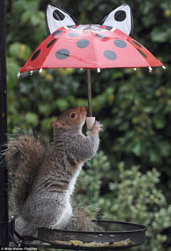 松鼠雨天撑伞避雨 保护自己和食物不被淋湿...