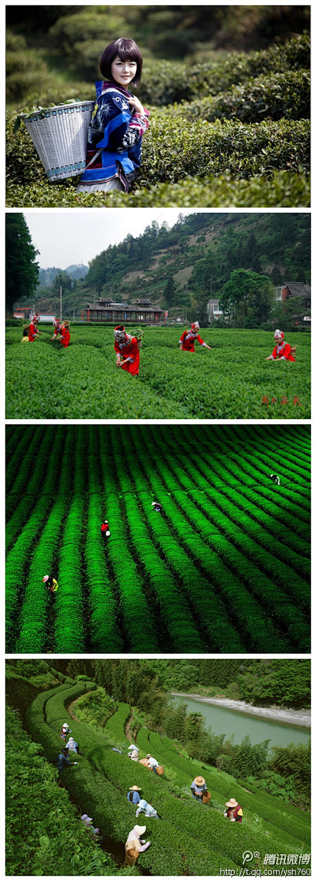 #旅行#3月正值采茶时节，采茶女们一大早...