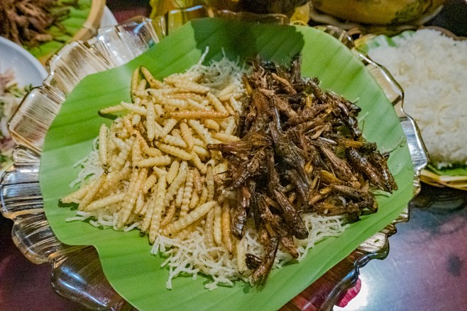 西双版纳翠叶竹虫jpg20481365