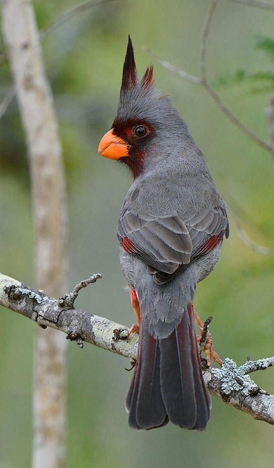 Desert cardinal (Car...