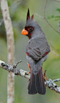 Desert cardinal (Cardinalis sinuatus)