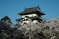 弘前城cherry-hirosakijo-tenshu-up2(1)