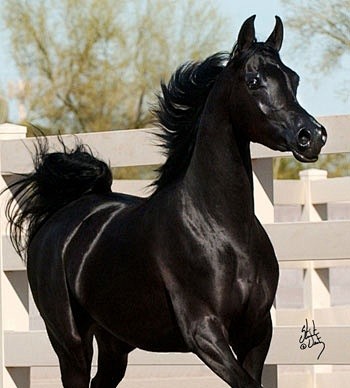 A black filly - What...