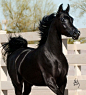 A black filly - What a stunning horse