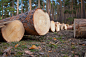 Cut Pine Logs by Ognian Medarov on 500px