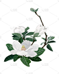 木兰的花