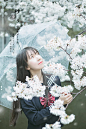 樱花灿烂 - photographer008 - 图虫摄影网