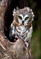 Bad hair day for sawhet owlet