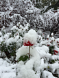 2015 雪