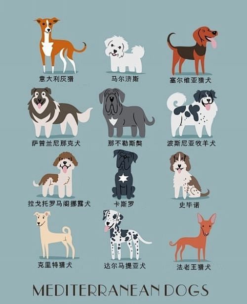 全世界的狗狗都在这里了