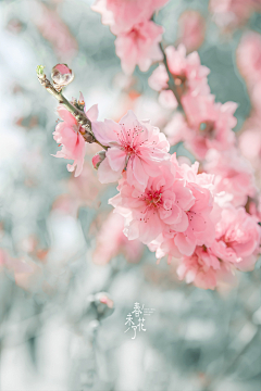 夏去了又回来采集到花