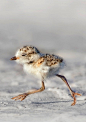 Snowy Plover (Charadrius nivosus) chick by Kristian Bell.