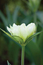 Tulip 'Exotic Emperor' 郁金香,异国情调的皇帝
