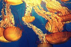 动物, 海蜇, 深海, 海洋生命, 自然, 海洋, 海, 海生物, 触手, 水下