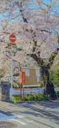 春天总是温柔和闪光

.樱花壁纸｜#你好春天# ​​​​