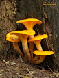 Jack O'Lantern mushroom (Omphalotus Illudens) ~ By Francis Bossé