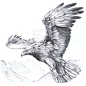 eagle anatomy - Szukaj w Google                                                                                                                                                                                 More