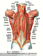 人体解剖--骨骼，肌肉很全面的套图