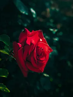 玫瑰花高清摄影素材