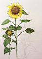 原创作品：彩铅 手绘 向日葵