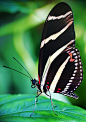 'Zebra Longwing' by TommyP323 | Flutterbys