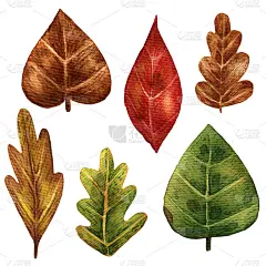 水彩植物插图集。绿色，红色和黄色的叶子。秋天的落叶。卡通风格的插图。植物学的名片。手绘艺术。绿色的元