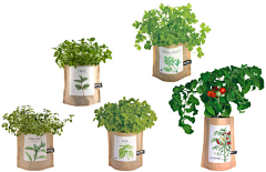 森SENN采集到植物
