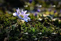 花 发光 光 草地 花卉背景 太阳 花壁纸 美丽 美丽的花朵